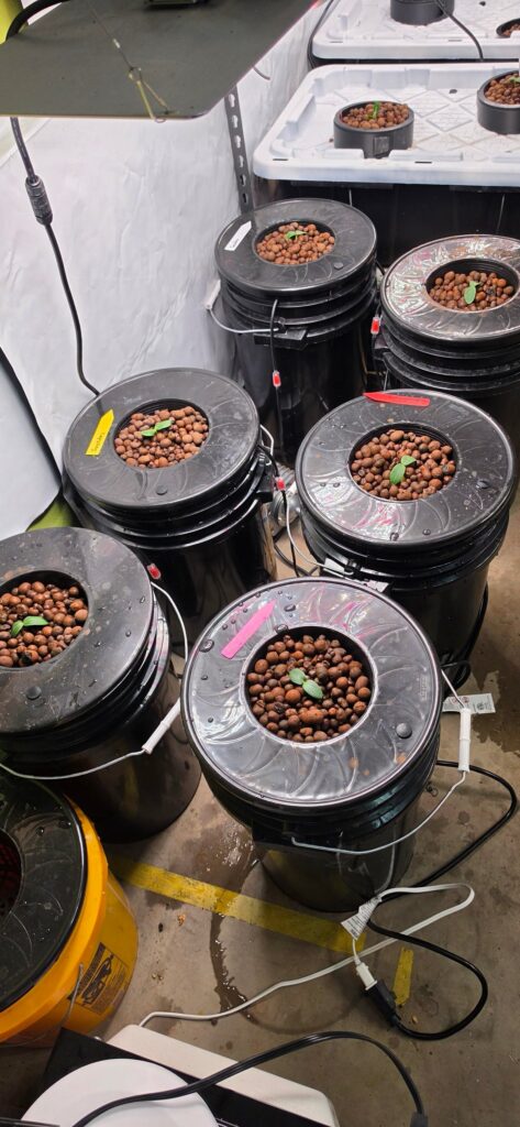 Pickles are in my future!! Pickles are in my future!!