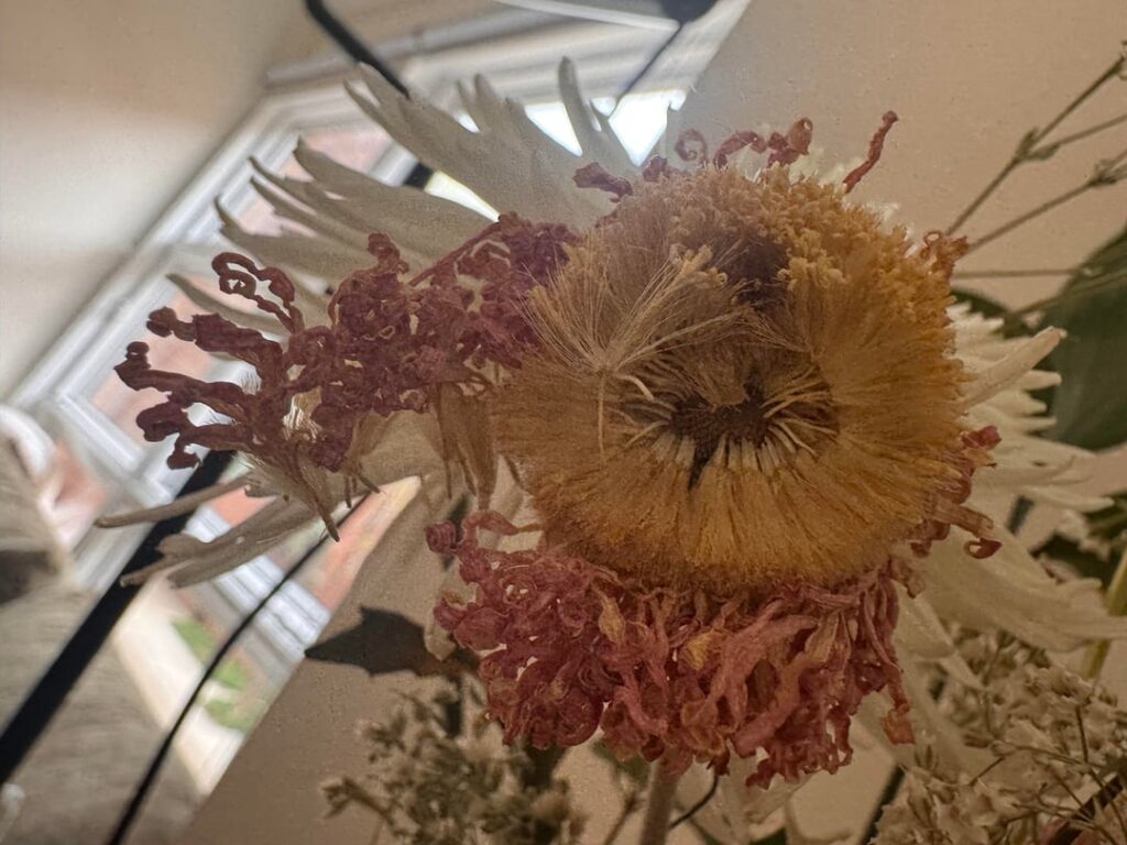 Any guesses as to what this flower was?