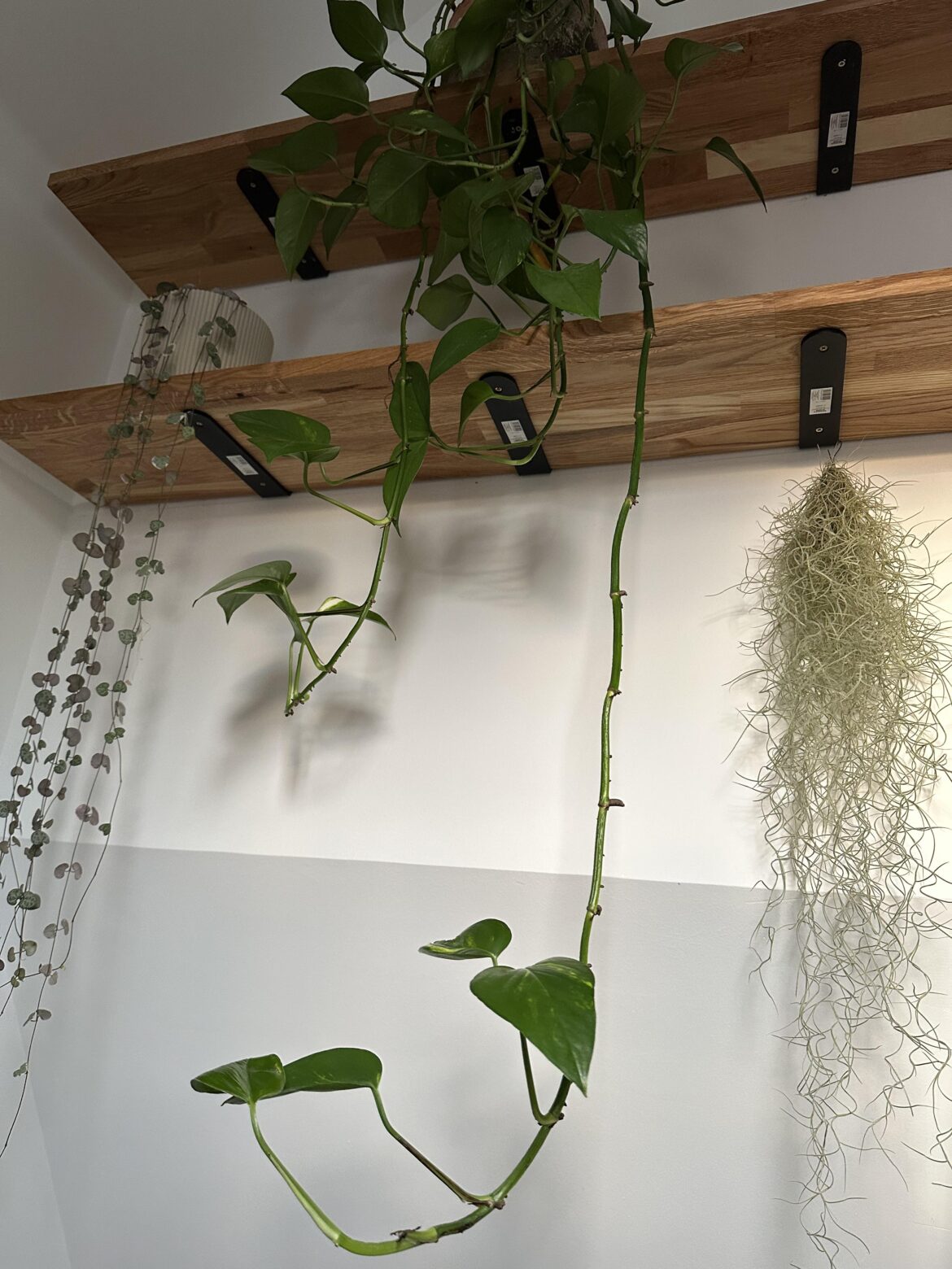 Help needed!