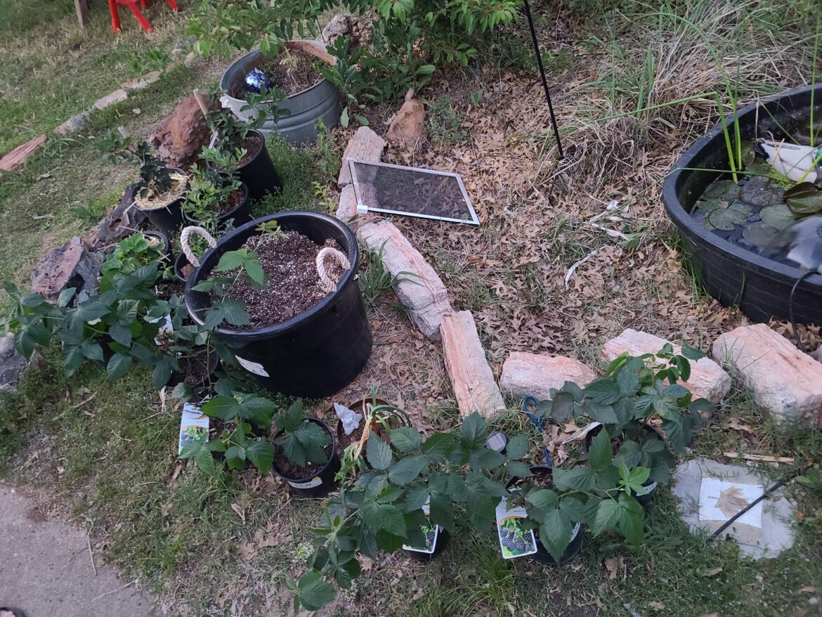 Container sizes for Ouachita Blackberries? Container sizes for Ouachita Blackberries?