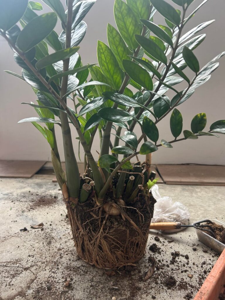 Need advice!! Should I repot my zz plants? Need advice!! Should I repot my zz plants?