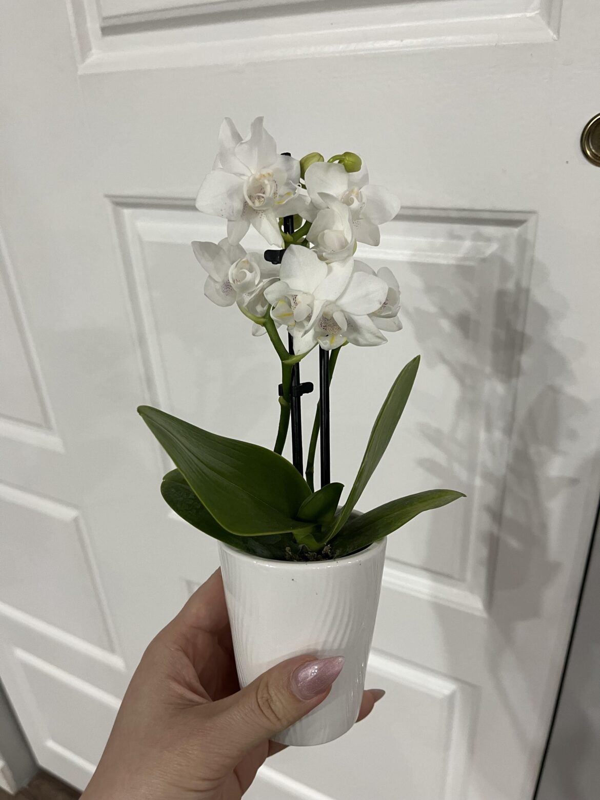 Mini Orchid