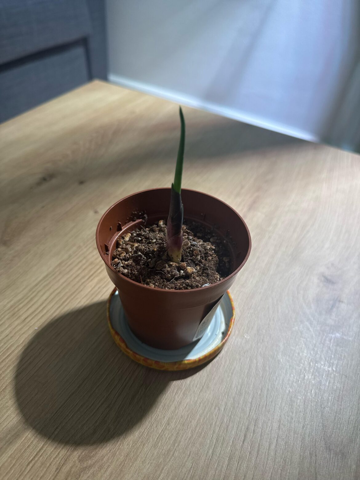 Should I put it in a bigger pot? Should I put it in a bigger pot?