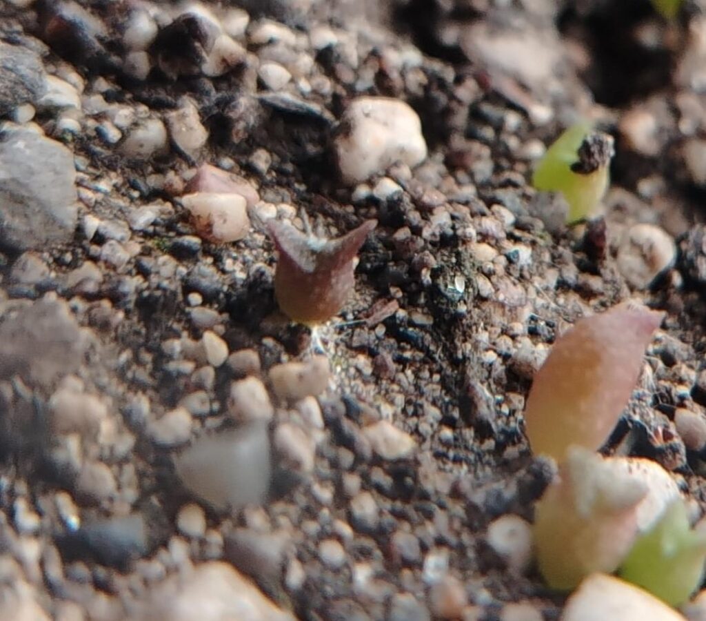 Look! My seedlings are growing!