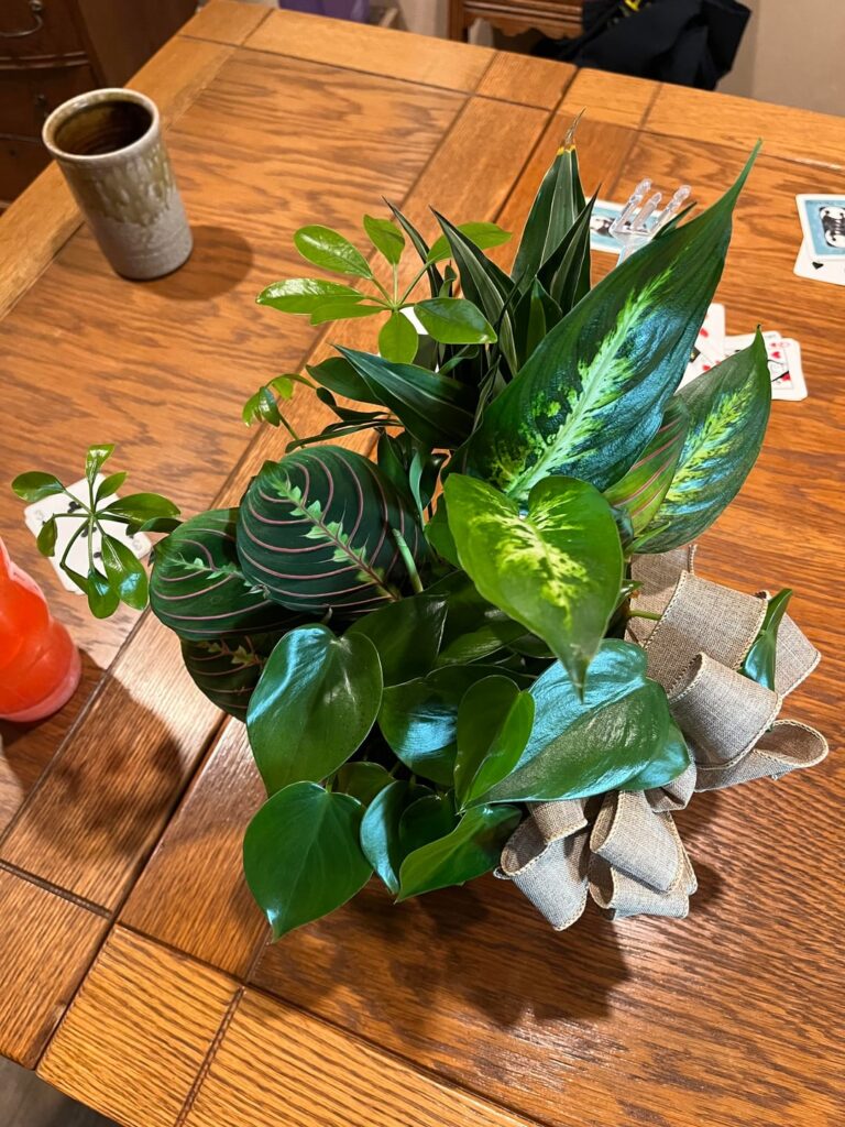 Do these all need to be repotted individually?