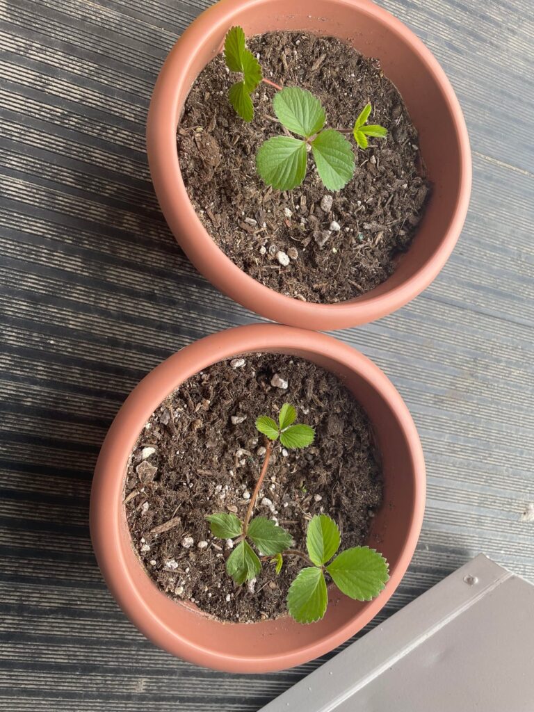 Help saving my Strawberries