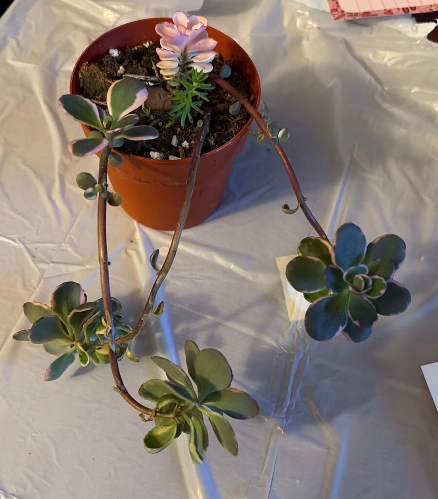What kind of succulent is this? What kind of succulent is this?