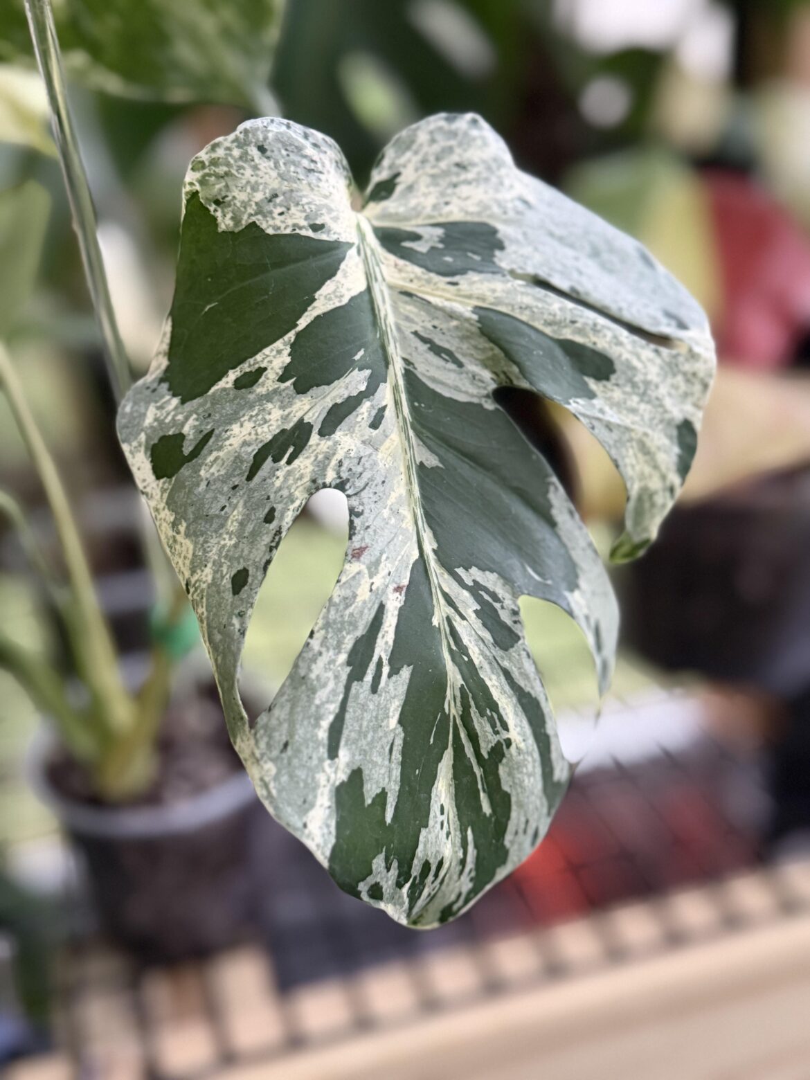 Monstera Bulbasaur. What does the sub think of this guy?