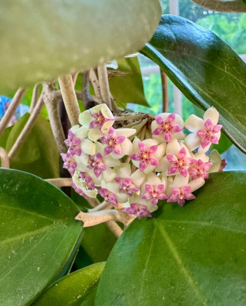 Blooming currently. Hoya icensis and Hoya caudata.