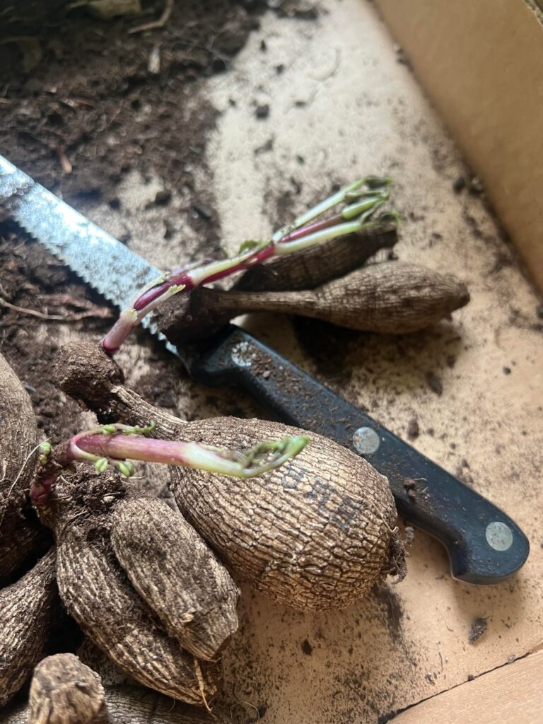 What to do with super long sprouts