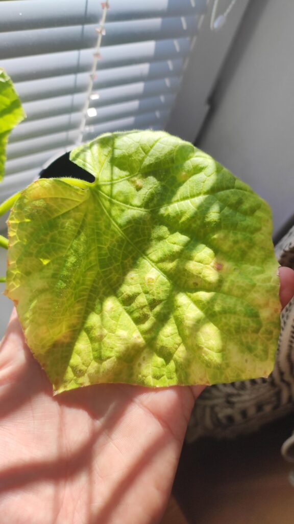 Nutrient burn or severe magnesium defficiency?