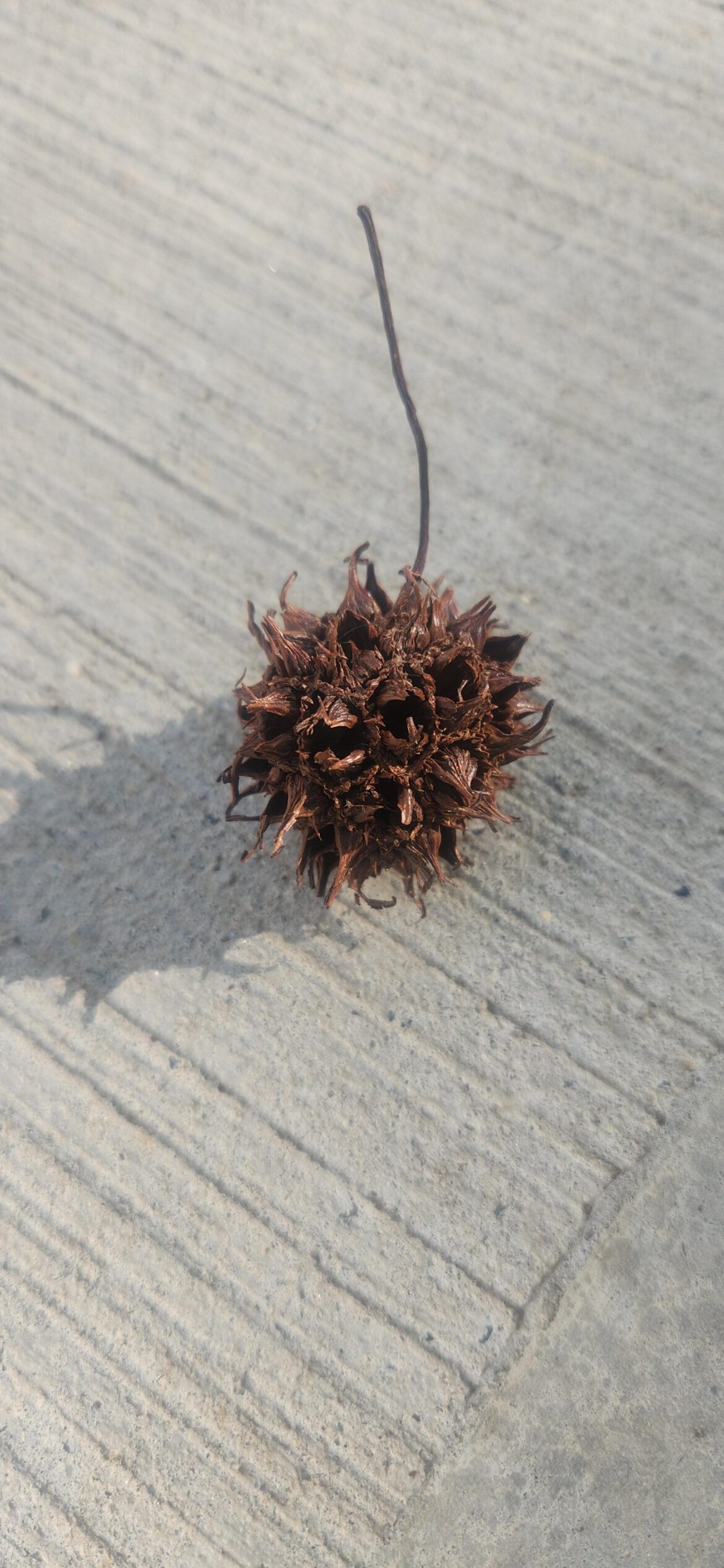 Dry seed pod? (CT, USA)