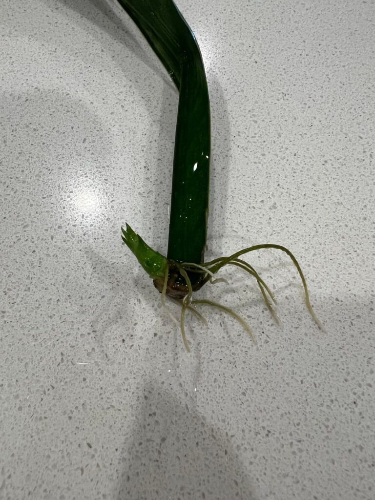 Should I pot this baby? Should I pot this baby?