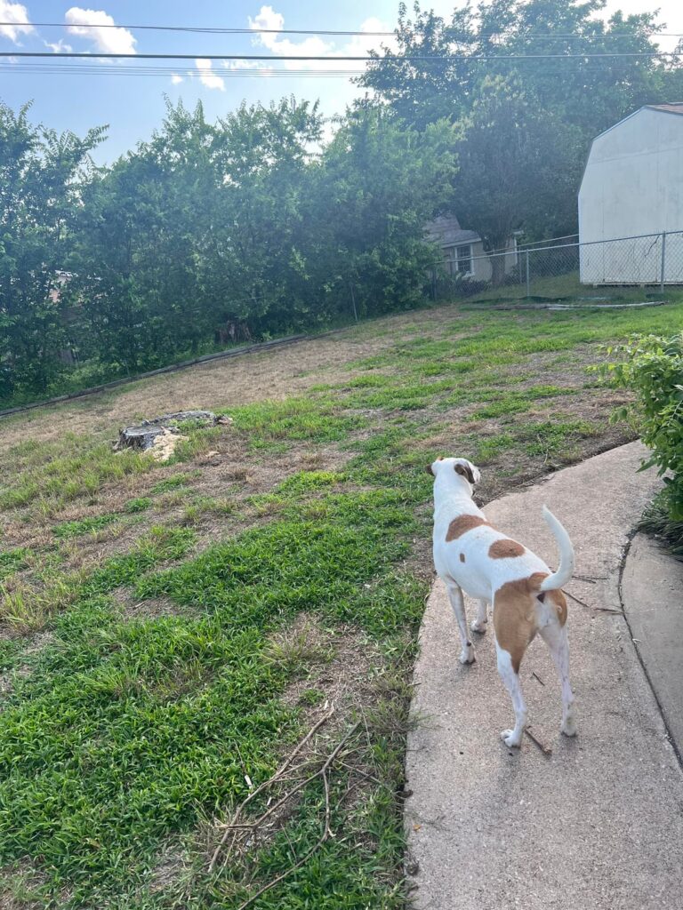 After weed and feed, half the yard is dead. Should I seed? I’m in Central Texas