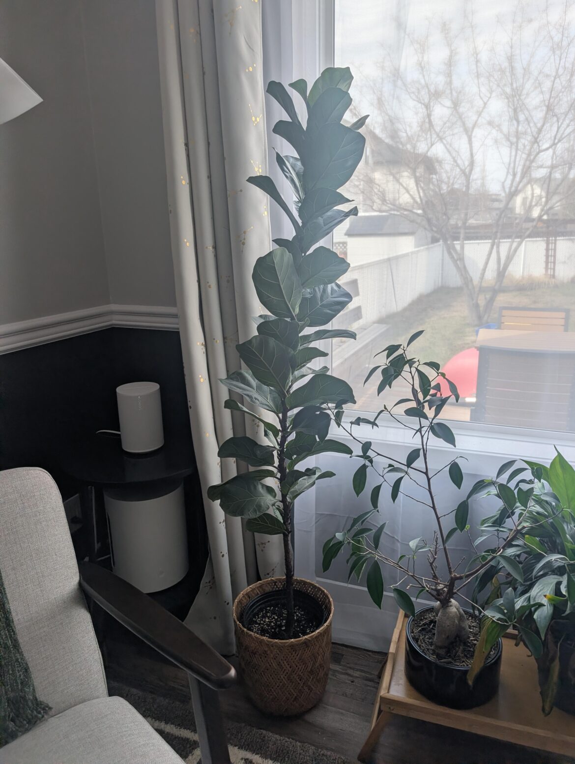 How to improve the growth of my fiddle leaf?