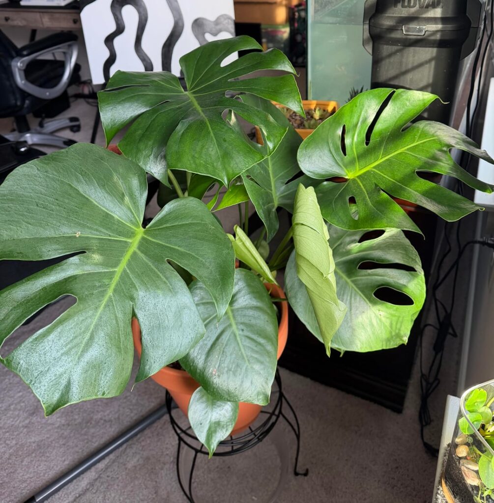 New to the monstera family <3