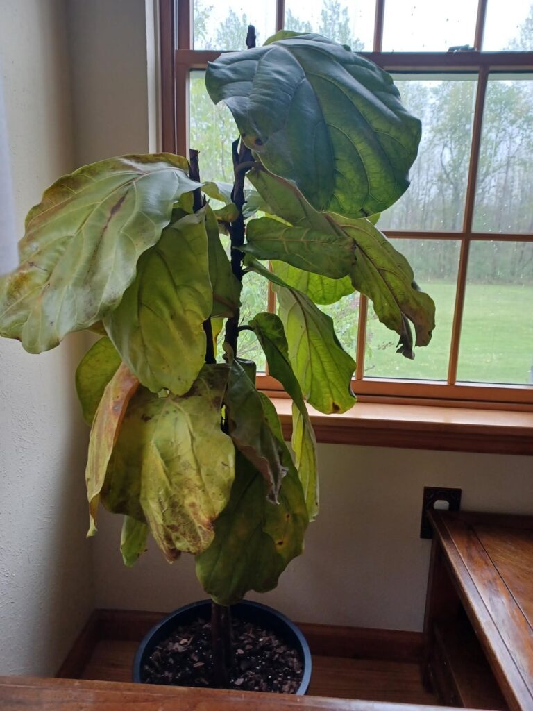 Please Help with Chop! Please Help with Chop!