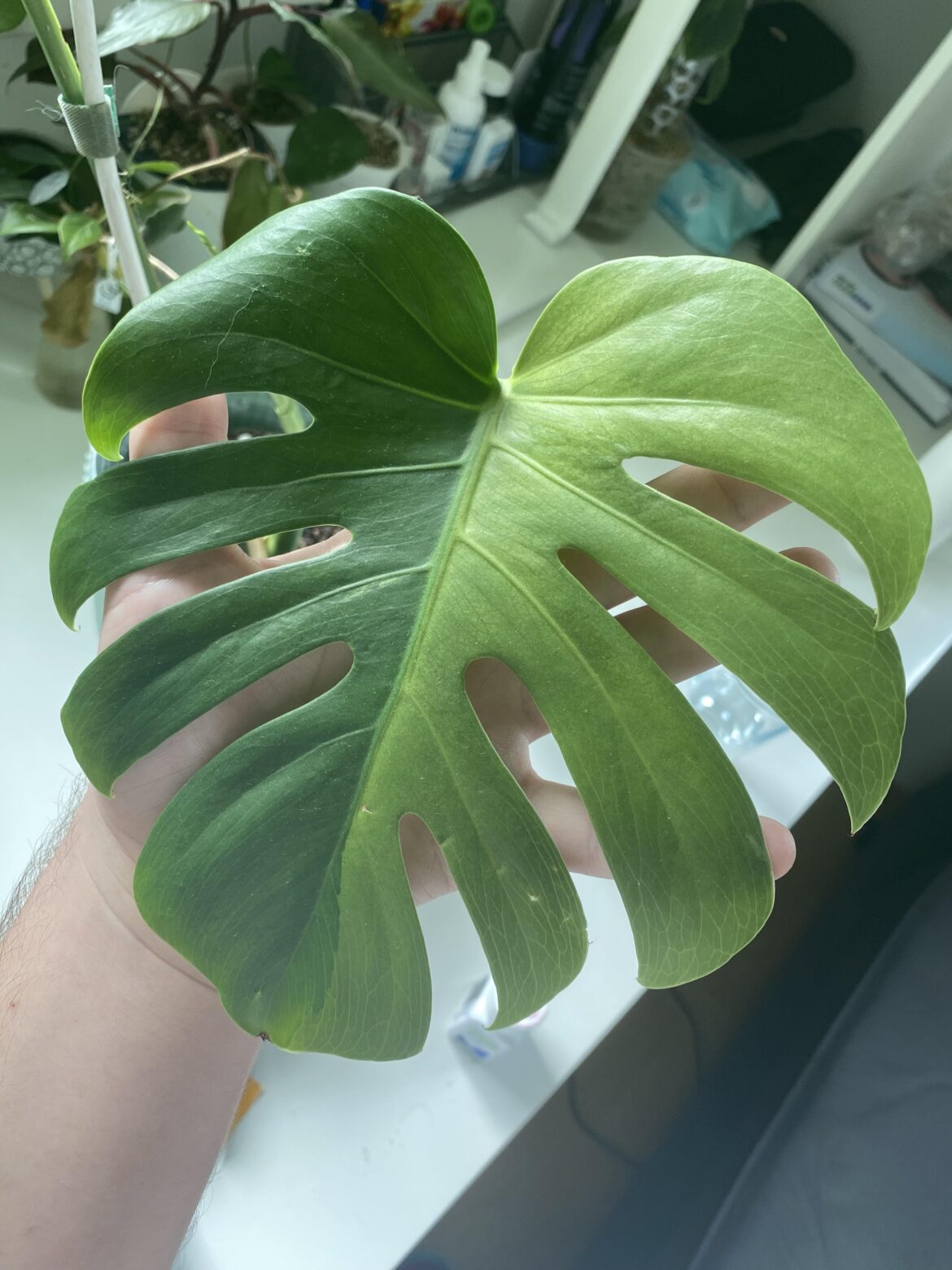 My baby GoG LF I bought from a local collector. Can’t wait to grow this into a monster!