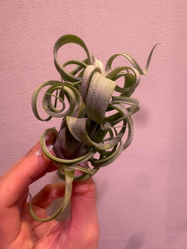 Keeps getting curlier 🌪️