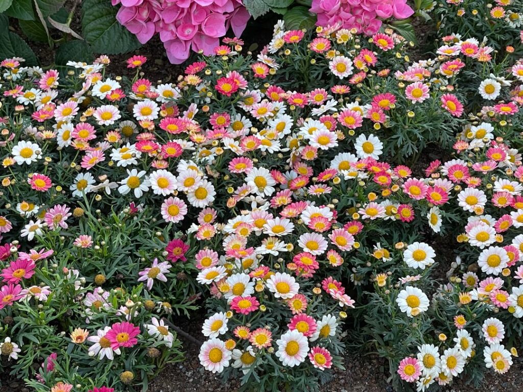 Tiny and adorable flowers