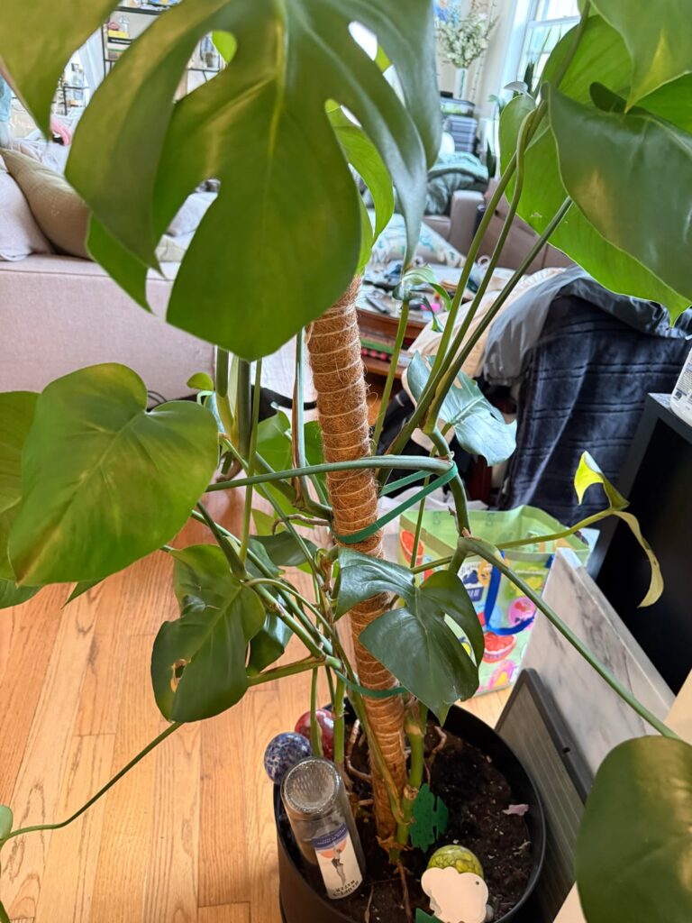 Monstera(s)? Monstera(s)?