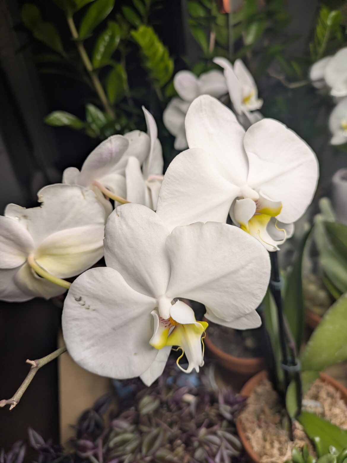 Orchid difficulty tier list Orchid difficulty tier list