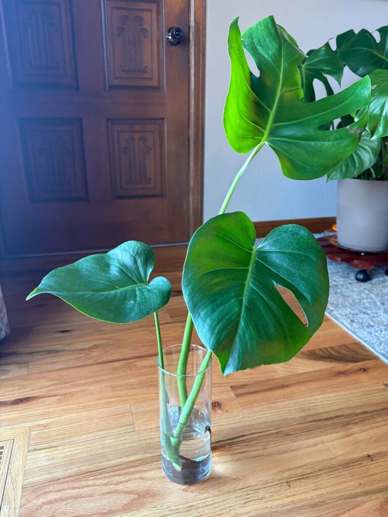 First attempt at water propagation, not sure what to do with aerial root