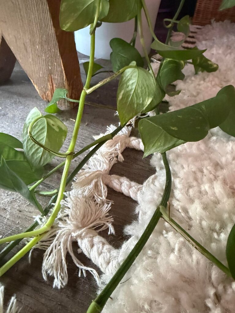 Leaves floppy