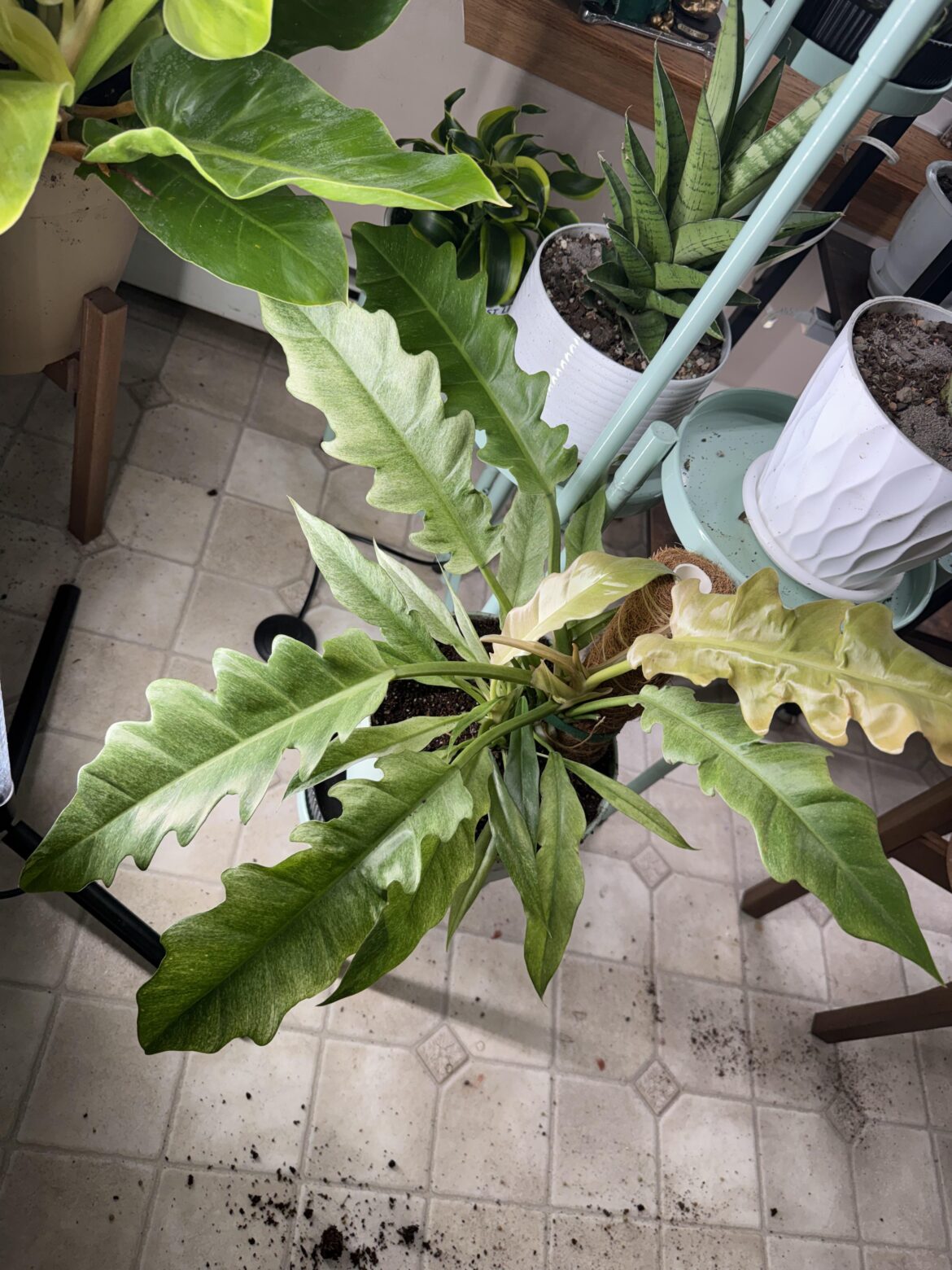 Variegated Pluto Mint Philodendron