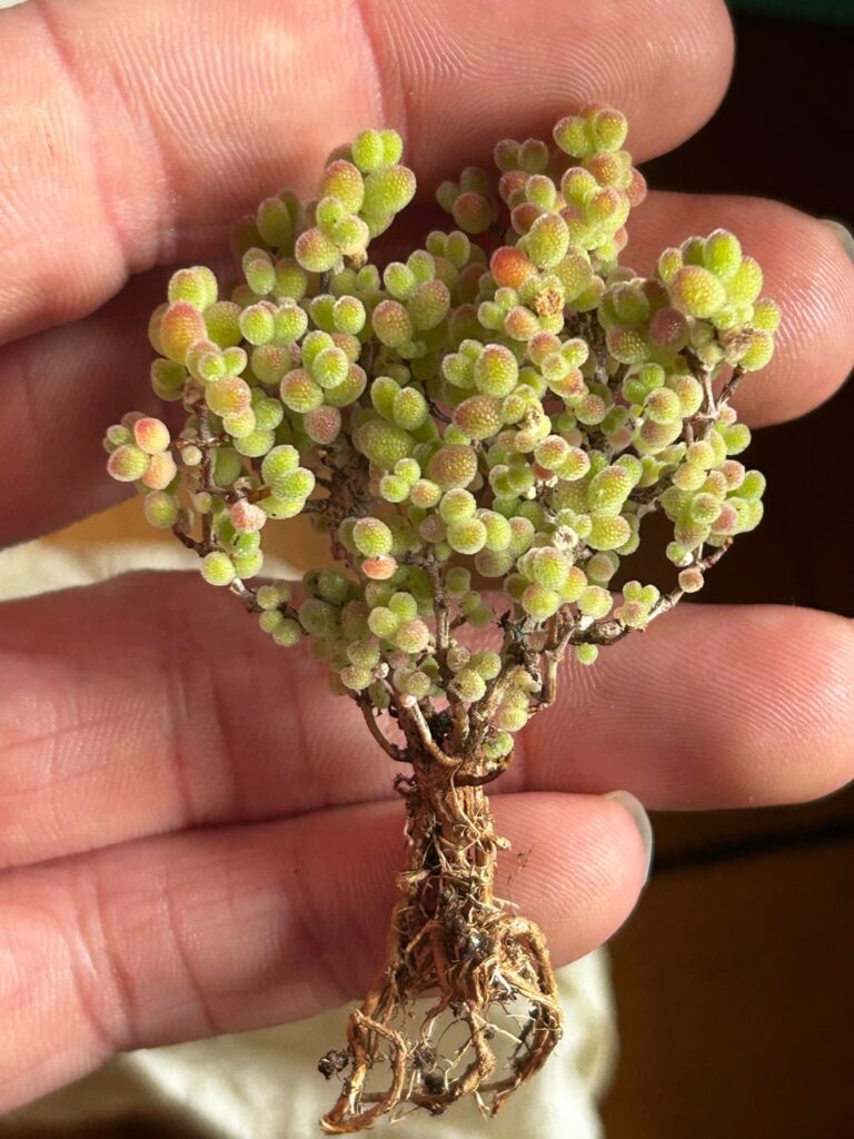 Drosanthemum globosum