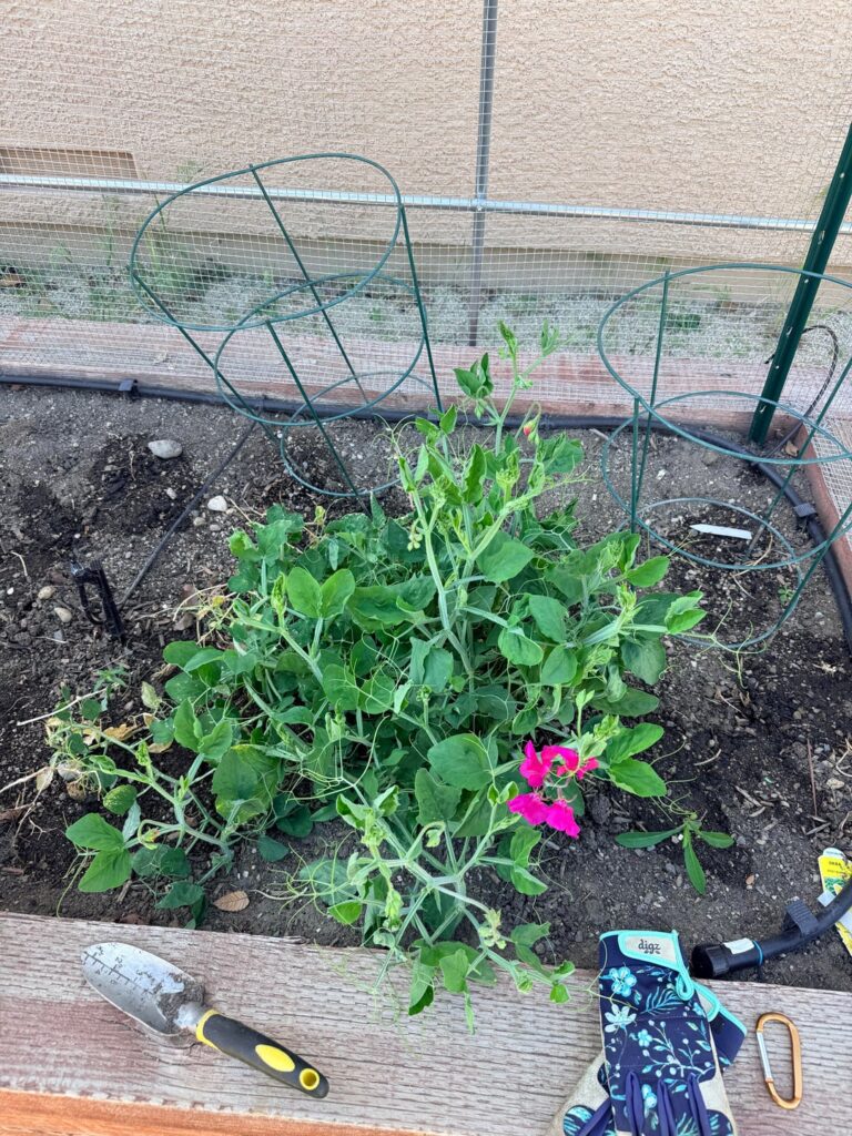 Found in garden