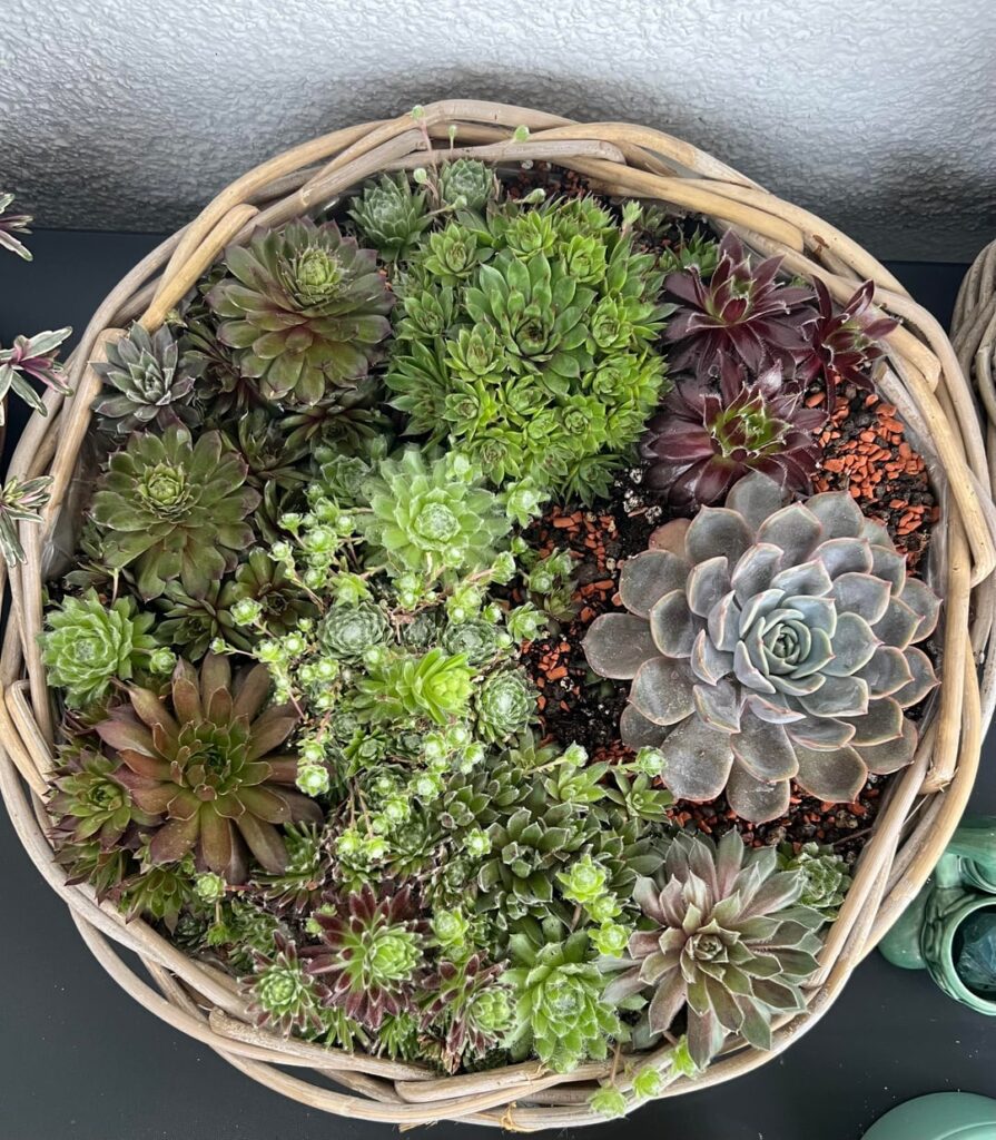 Sukkulent Bowl