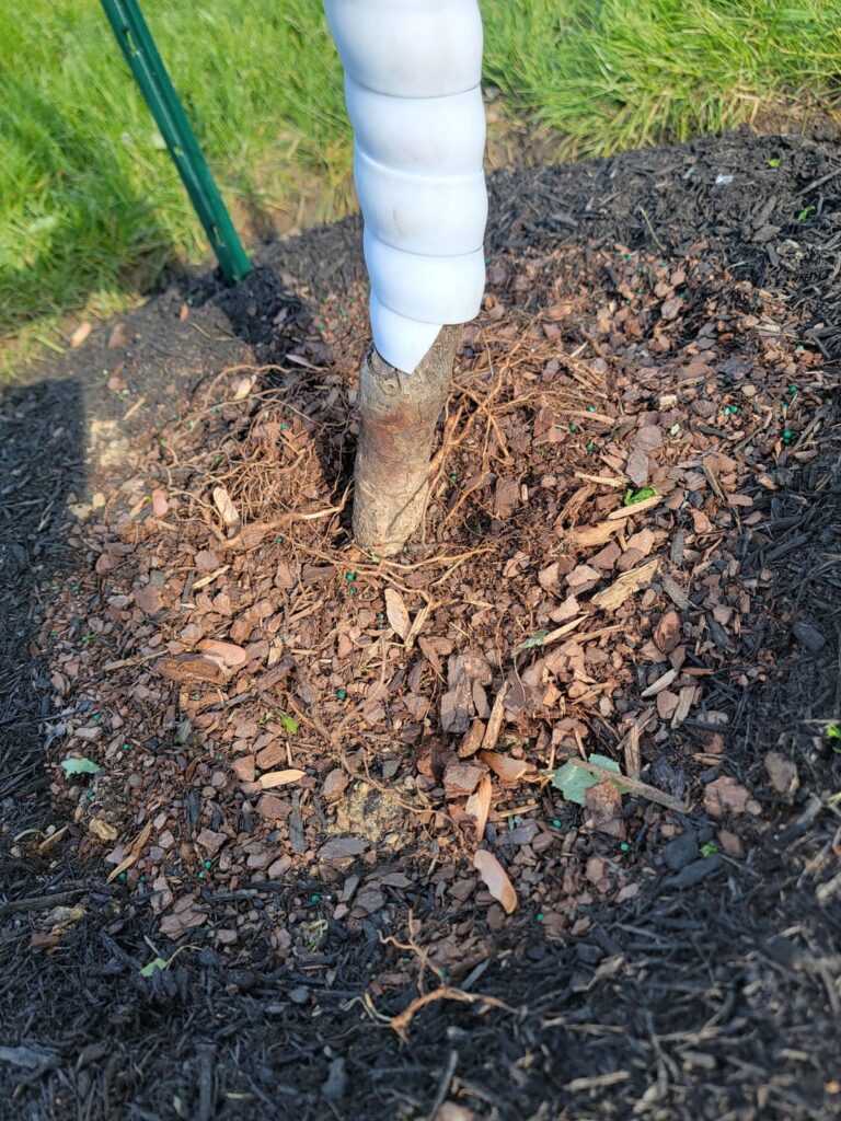 Root flare/Roots exposed