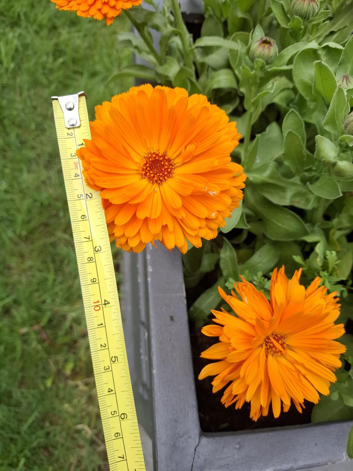 Random flower growing in my pot