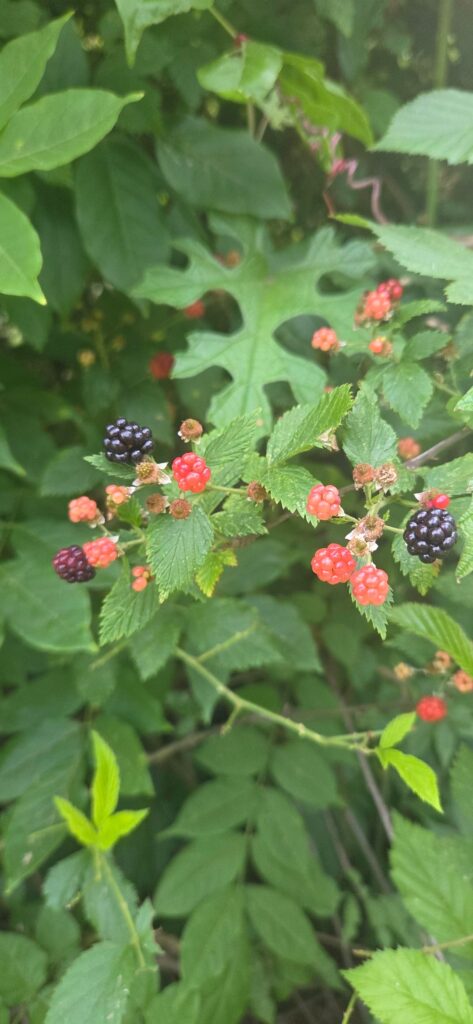 Berries in HTX?? :D Berries in HTX?? :D
