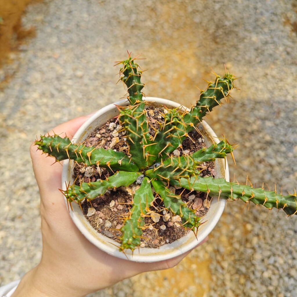Euphorbia micracantha