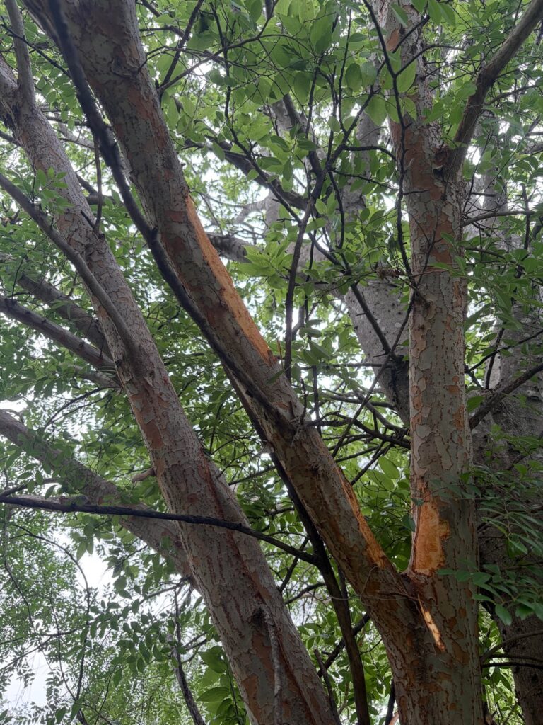 squirrel damage?