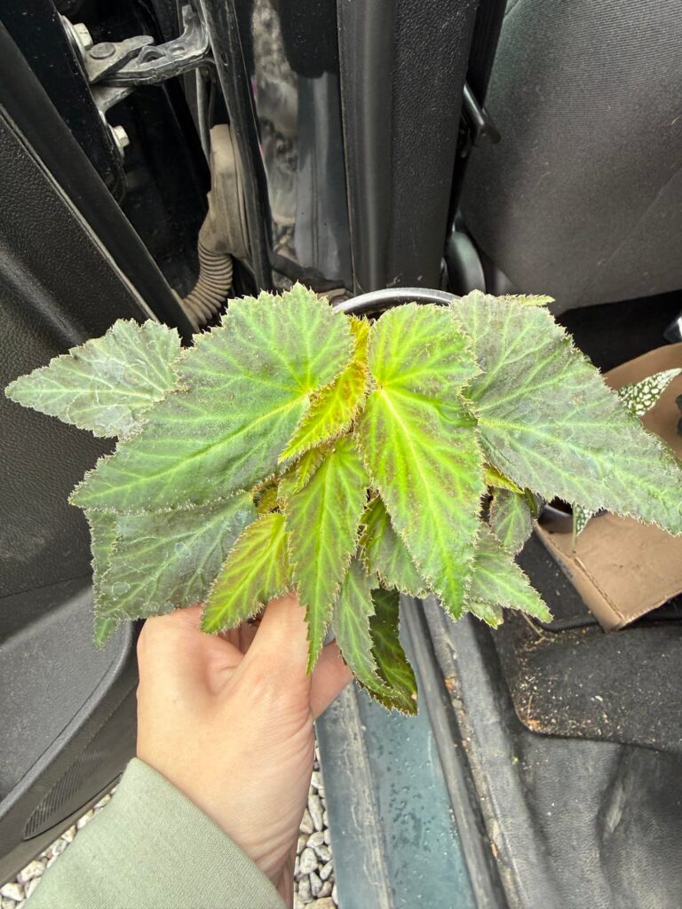 Begonia ID? Begonia ID?