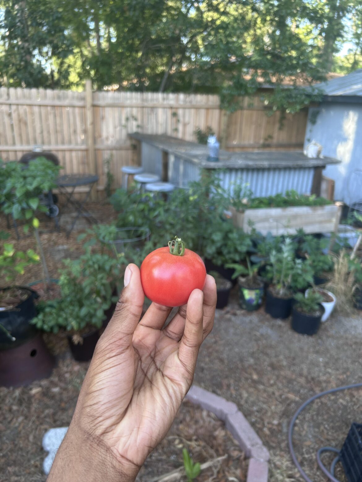 First Tomato of the year!