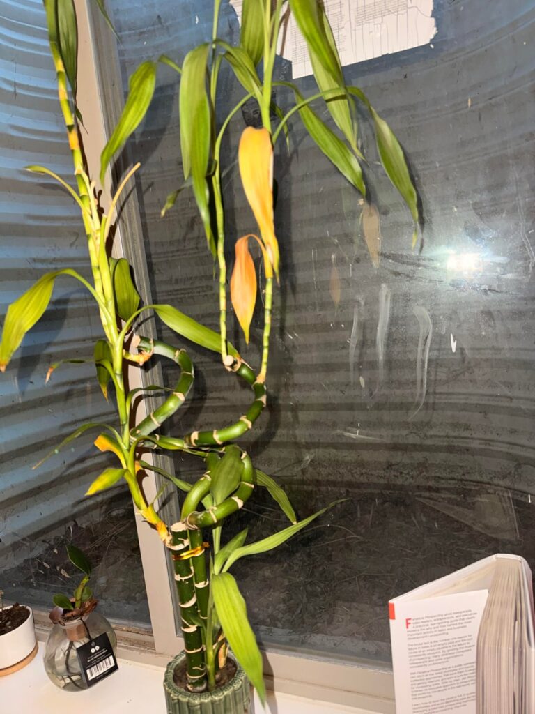 Bamboo plant turned yellow after about a few weeks. Bamboo plant turned yellow after about a few weeks.