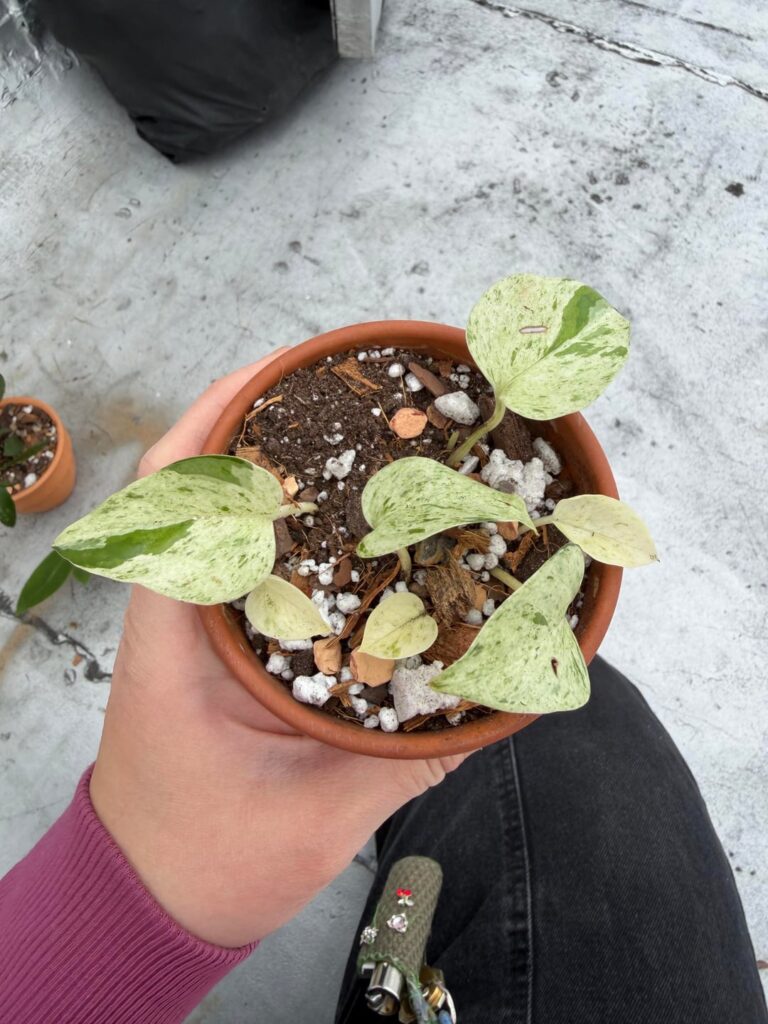 Potted a few small props!!