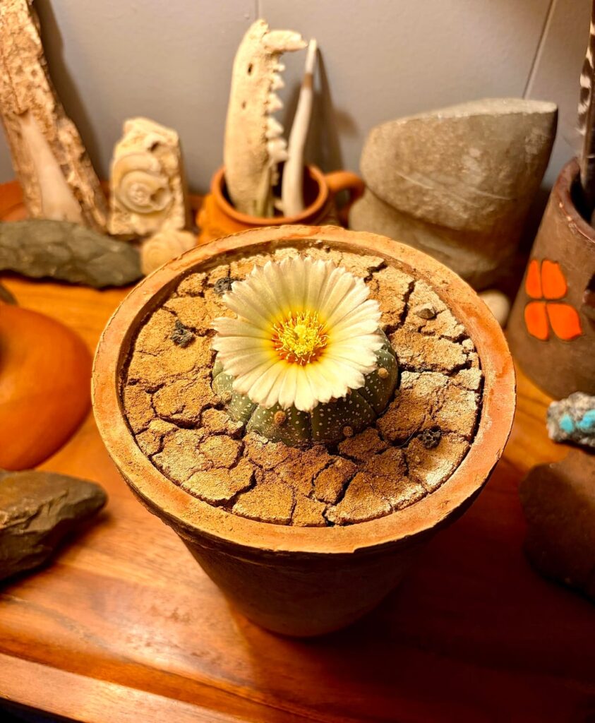 Came home to an awesome surprise! Astrophytum flowering for the first time