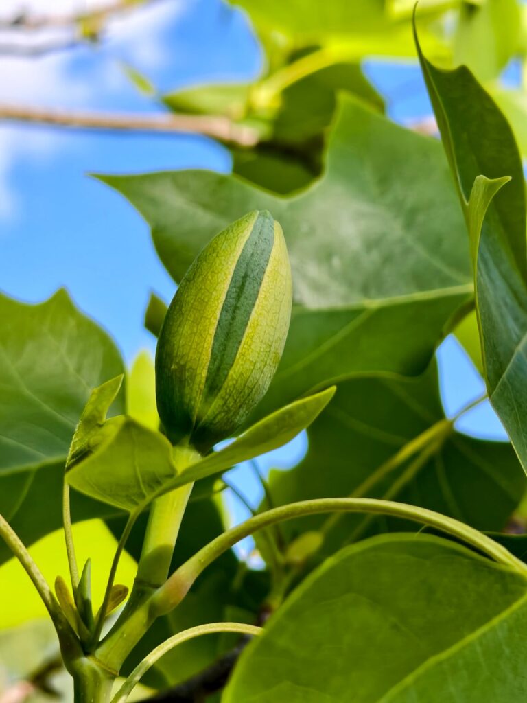 Will these be edible fruits?