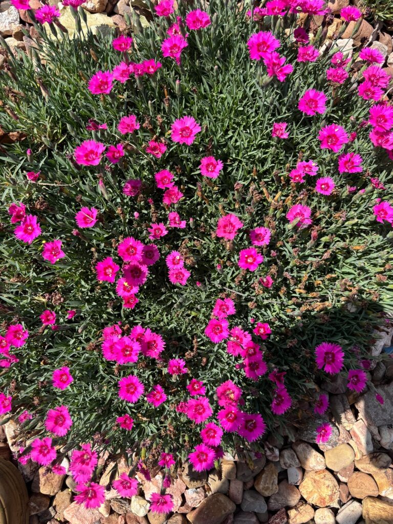 What is this plant/flower