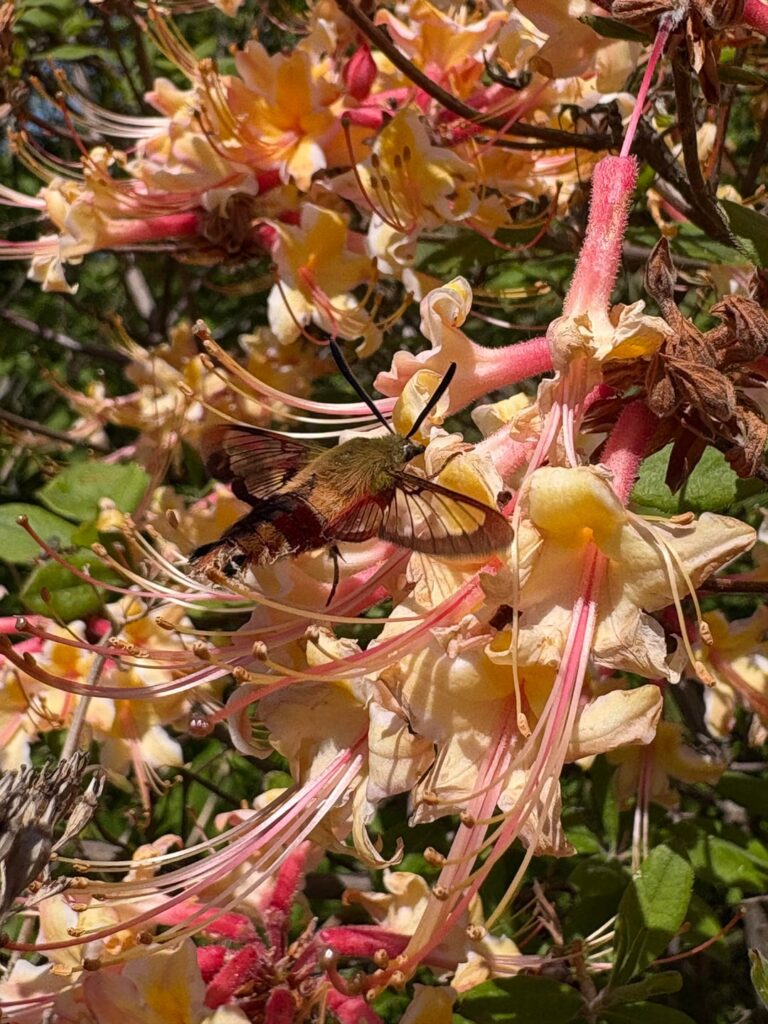 Hummingbird clearwing moths have arrived Hummingbird clearwing moths have arrived