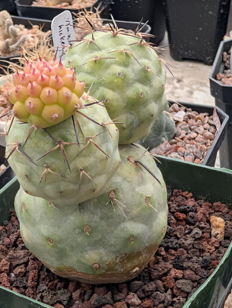 Variegated Tephrocactus pup