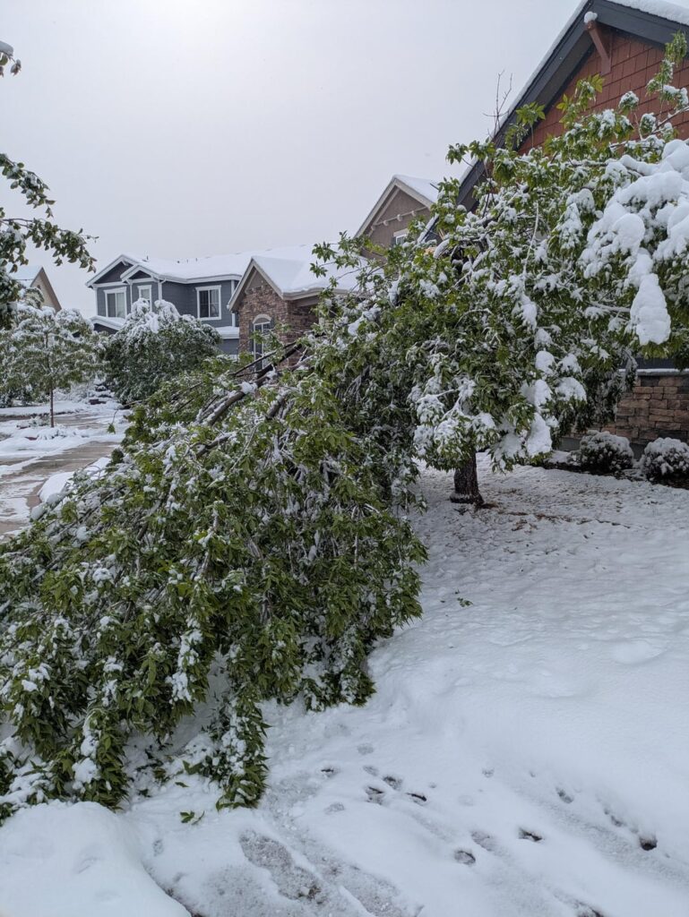 Is this ash tree worth saving?