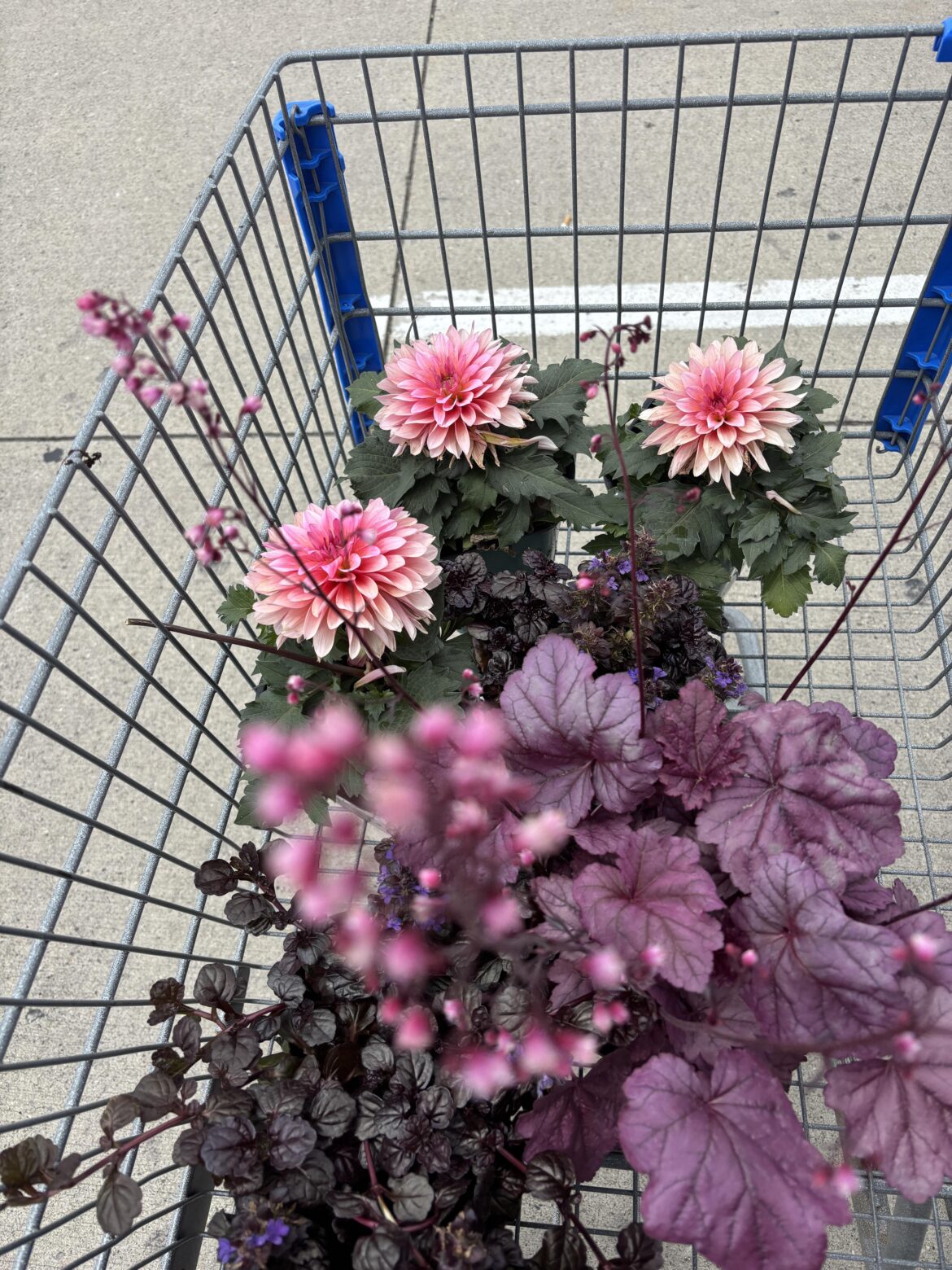 First Dahlias!