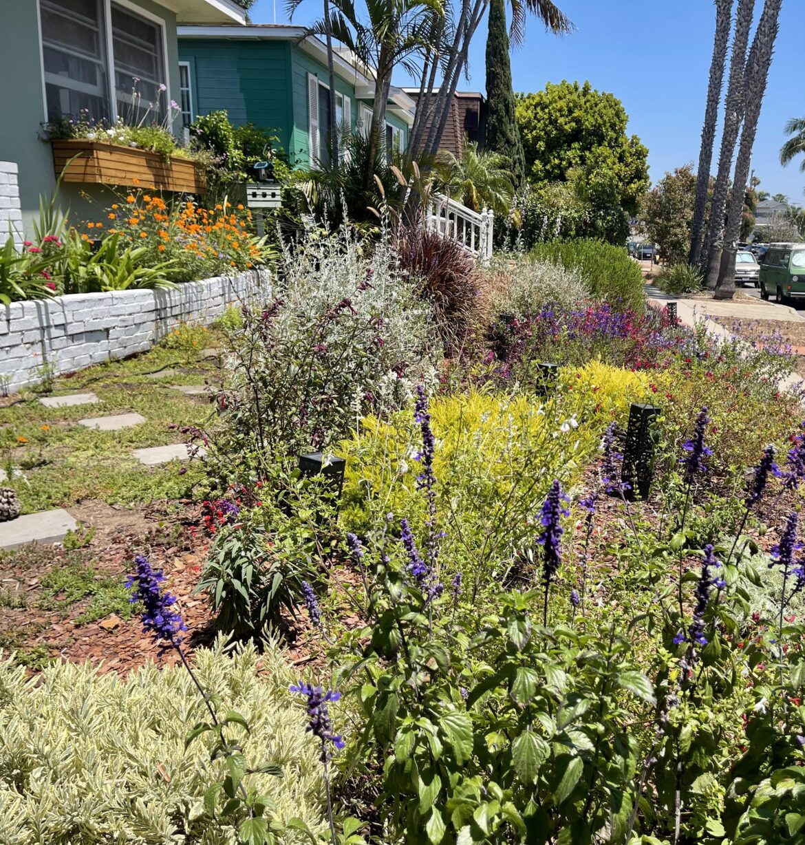 Two years with no lawn. Still working on the ground cover.