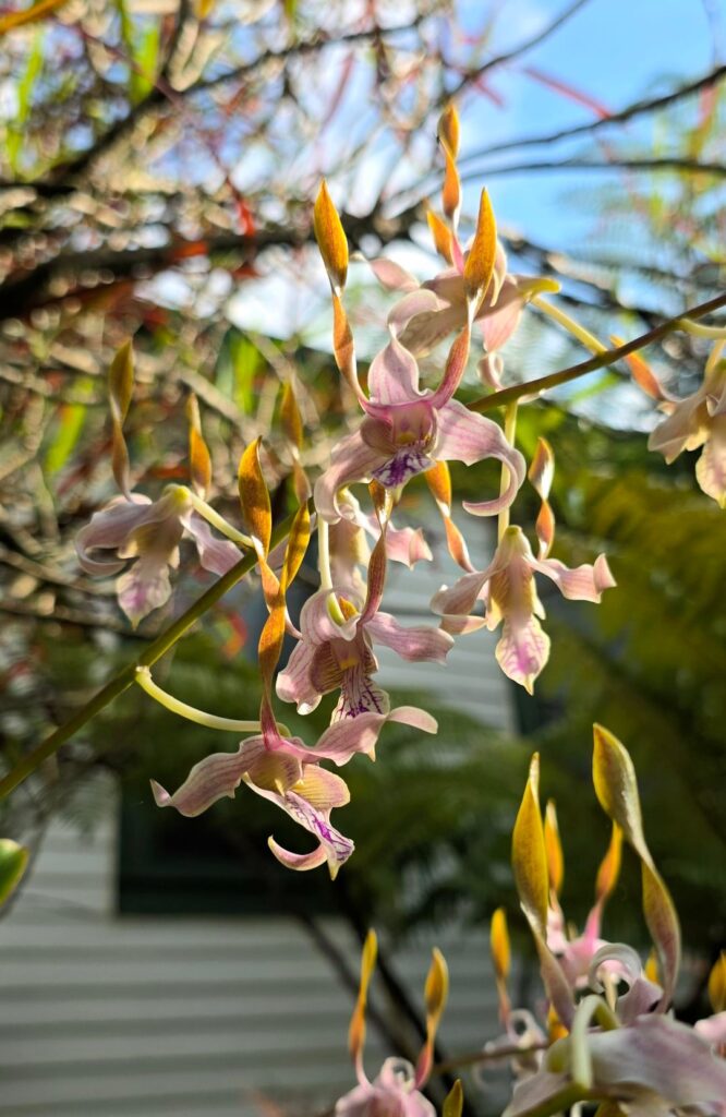 Orchids 🤍
